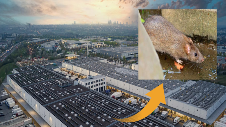 Bir garip haber: Hali s��anlar bast�, yakalayan T�rk'e 25.000 Euro ceza!