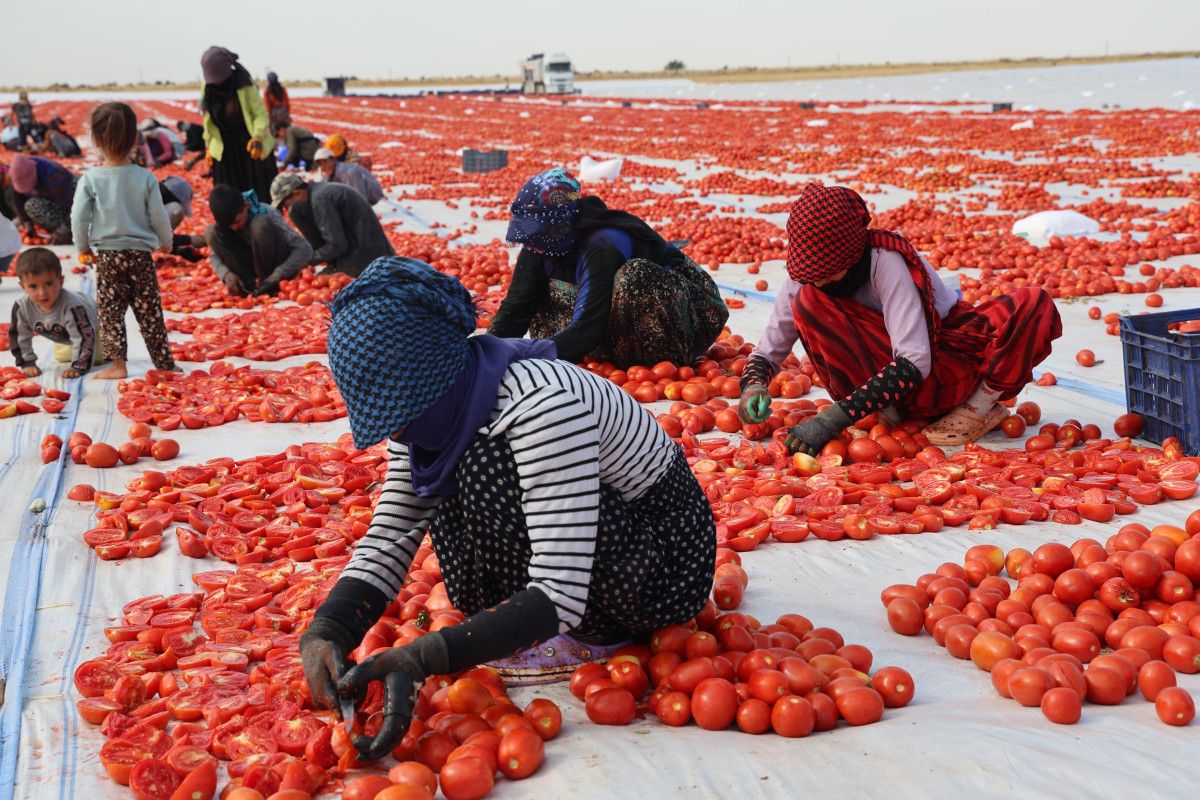 Diyarbak�r�da kurutulan domatesler Avrupa�ya ihra� edilecek