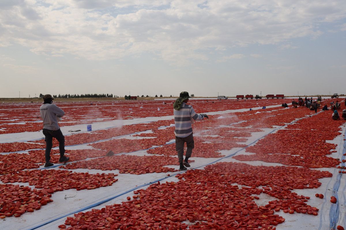 Diyarbak�r�da kurutulan domatesler Avrupa�ya ihra� edilecek