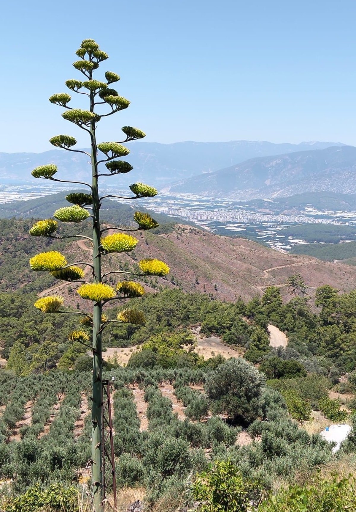 Antalya'da 30 y�l sonra g�r�ld�, turistler g�rmek i�in oraya ak�n etti