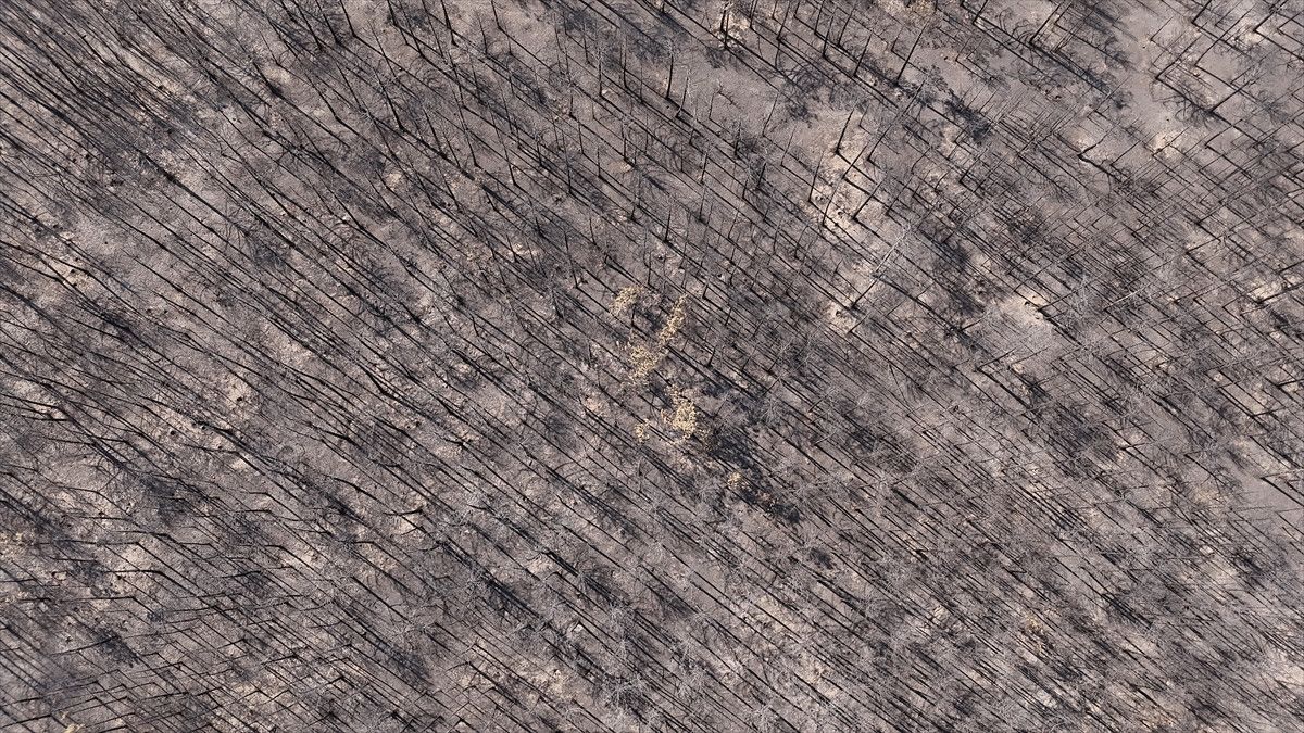 Bursa'da 10 bin futbol sahas� kadar orman k�l oldu