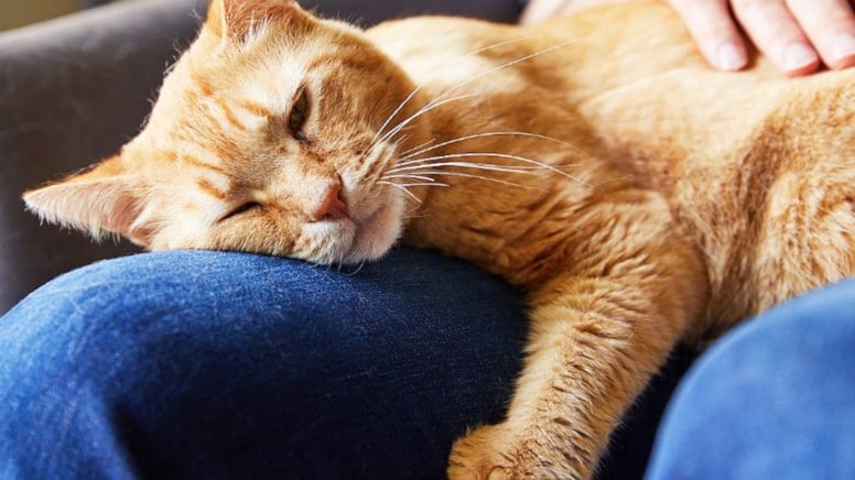 Sakaryal� Hayvansever 10 G�nl�k Ya�am M�cadelesini Kaybetti: Kedi T�y� Can Ald�