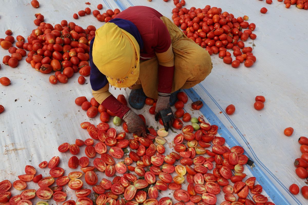 Diyarbak�r�da kurutulan domatesler Avrupa�ya ihra� edilecek