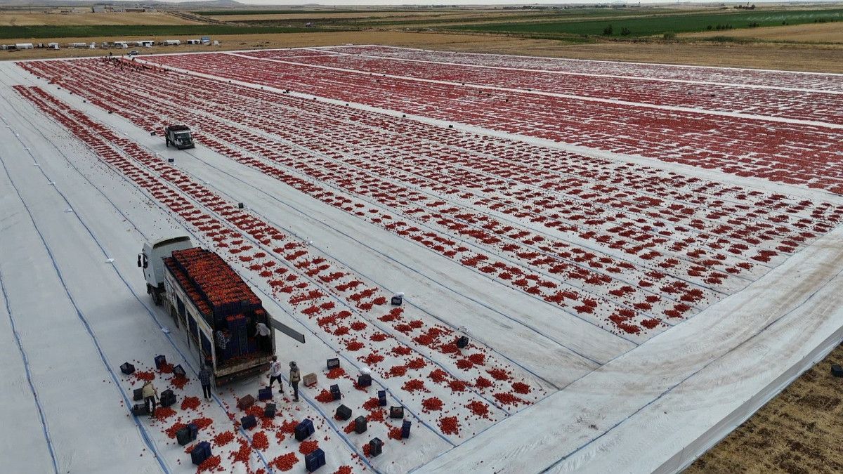 Diyarbak�r�da kurutulan domatesler Avrupa�ya ihra� edilecek