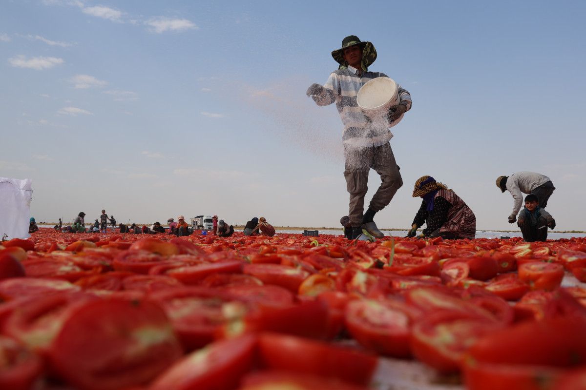 Diyarbak�r�da kurutulan domatesler Avrupa�ya ihra� edilecek